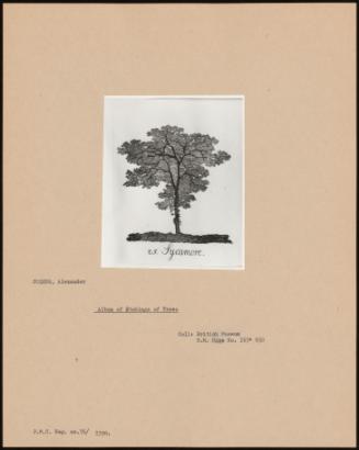 Album Of Etchings Of Trees