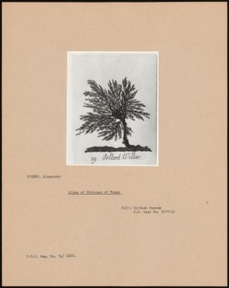 Album Of Etching Of Trees