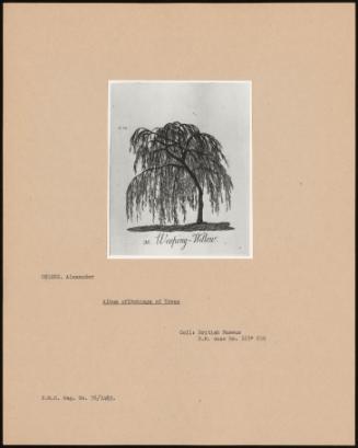 Album Of Etching Of Trees