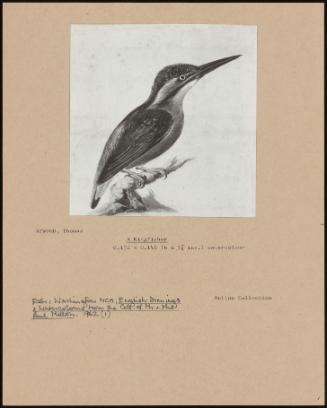 A Kingfisher