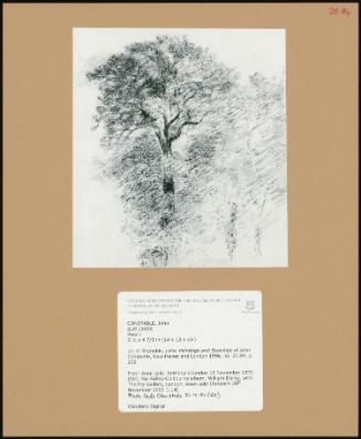 Elm Trees