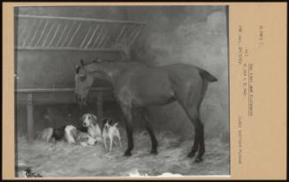 Bay Mare And Foxhounds