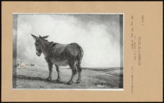 Donkey In A Landscape