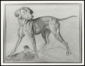 Study of a Dog for "Work"