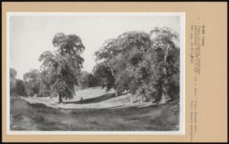 Trees in Sloping Landscape