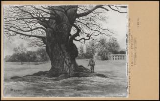 Giant Tree, Cassiobury