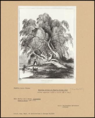 Weeping Willow At Pope's Villas 1813 (Marble Hill)