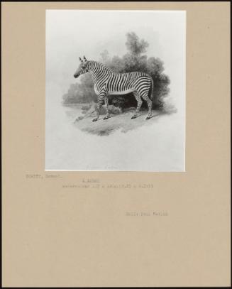 A Zebra