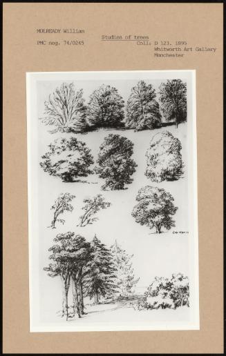 Studies Of Trees