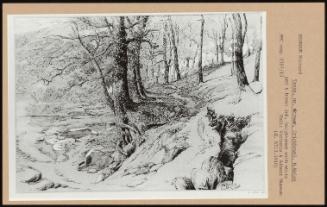 Trees, Nr Stream Crickhowel, N Wales