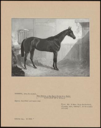 Blue Bonnet, A Bay Race Horse In A Stable