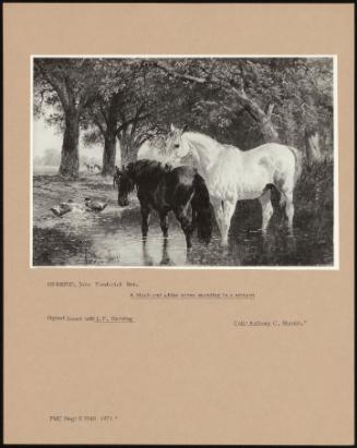 A Black And White Horse Standing In A Stream