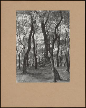 Trees Near Sorrento