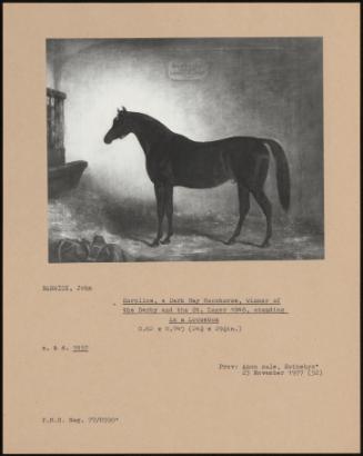 Surplice, A Dark Bay Racehorse, Winner Of The Derby And The St Leger 1848, Standing In A Loosebox