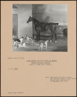 A Bay Hunter And Two Couple Of Bedale Hounds Outside A Stable