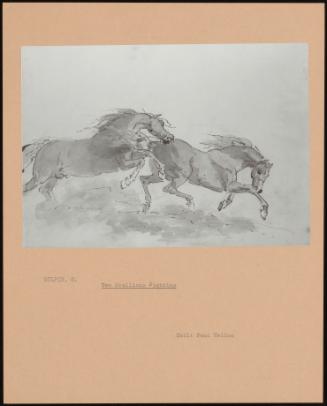 Two Stallions Fighting