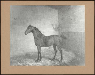 Portrait Of A Horse