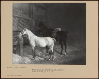 Black Horse And Grey Horse In A Stable