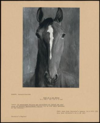 Head Of A Bay Horse