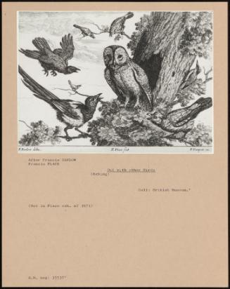 Owl With Other Birds