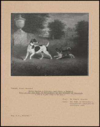 Betty Martin A Terrier, And Idol, A Mongrel Pets Of The 6th Duke Of Devonshire In The Grounds Of Chiswick