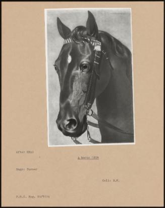 A Horse 1804