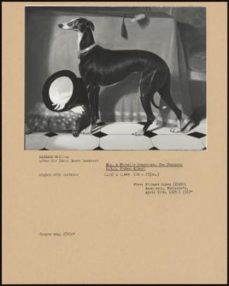 Eos. A Favorite Greyhound, The Property H.R.H. Prince Albert