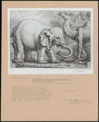 An Elephant, A Camel And Two Monkeys And Two Other Animals