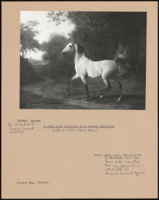 A Grey Arab Stallion In A Wooded Landscape