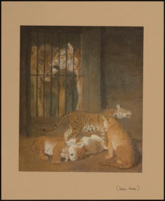 A Group Of Whelps Bred Between A Lion And A Tigress At Windsor