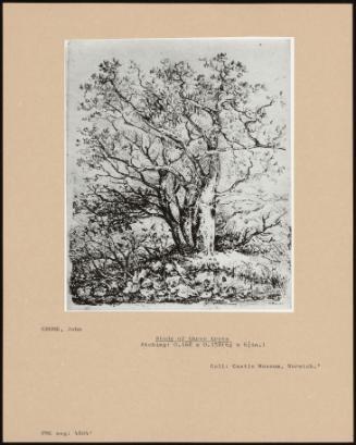 Study Of Three Trees