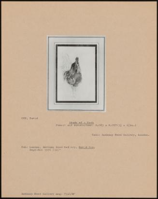 Study Of A Cock