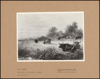 Cattle Near Maidstone, Kent