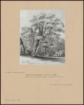 Wych Elm, Tickenham (Somerset ) 1806