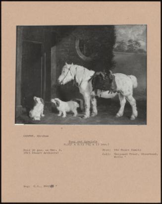 Pony And Spaniels