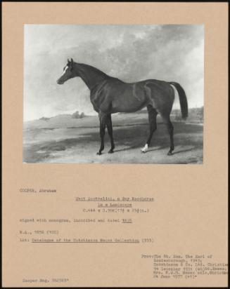 West Australian, A Bay Racehorse In A Landscape