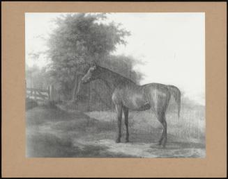 Portrait Of A Horse