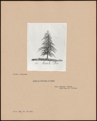 Album Of Etchings Of Trees