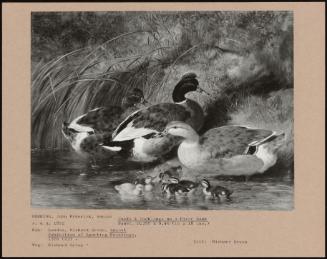 Ducks & Duckling On A River Bank