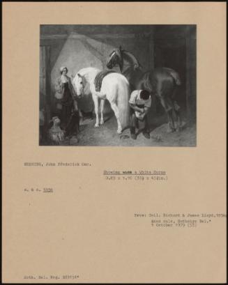 Shoeing A White Horse