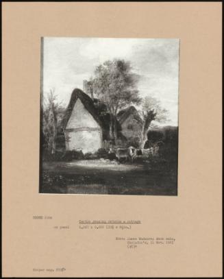 Cattle Grazing Outside a Cottage