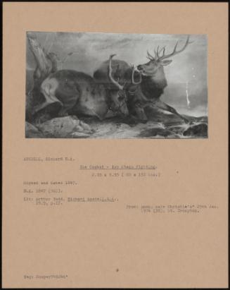 The Combat - Two Stags Fighting