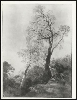 Birches in Helmingham Park