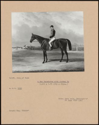 A Bay Racehorse With Jockey Up