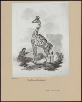 Giraffe Or Camelopard