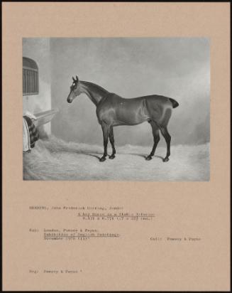 A Bay Horse In A Stable Interior