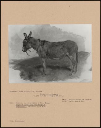 Study Of A Donkey