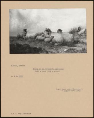 Sheep In An Extensive Landscape