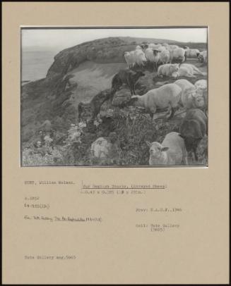 Our English Coasts, (Strayed Sheep)