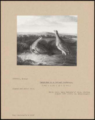 Partridge In A Lowland Landscape
